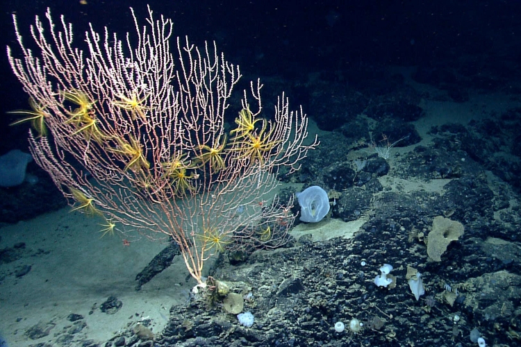 A large colony of pink bamboo coral with yellow brittlestars on Mytilus Seamount. Credit: NOAA Ocean Exploration