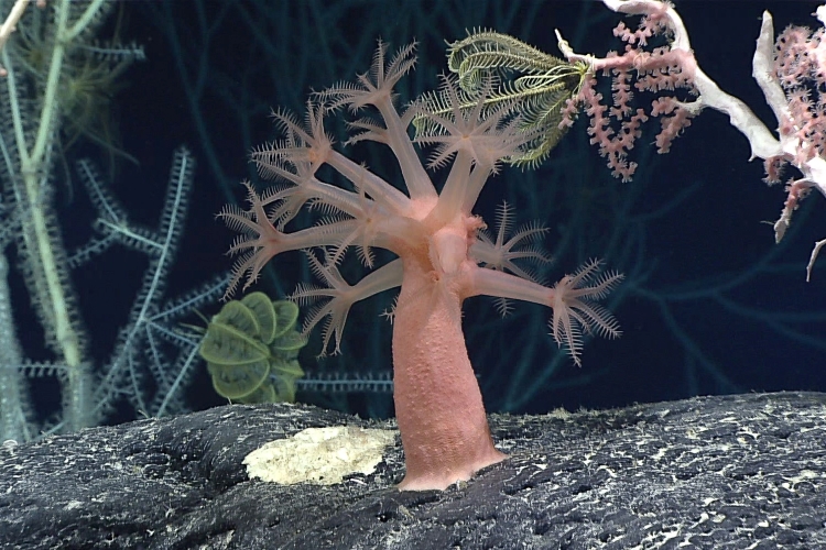 Several different vibrantly colored animals, including a mushroom coral (center), precious pink coral (right), bamboo coral (left), and feather stars (center) near Jarvis Island in the U.S. Pacific Islands. Credit: NOAA Ocean Exploration