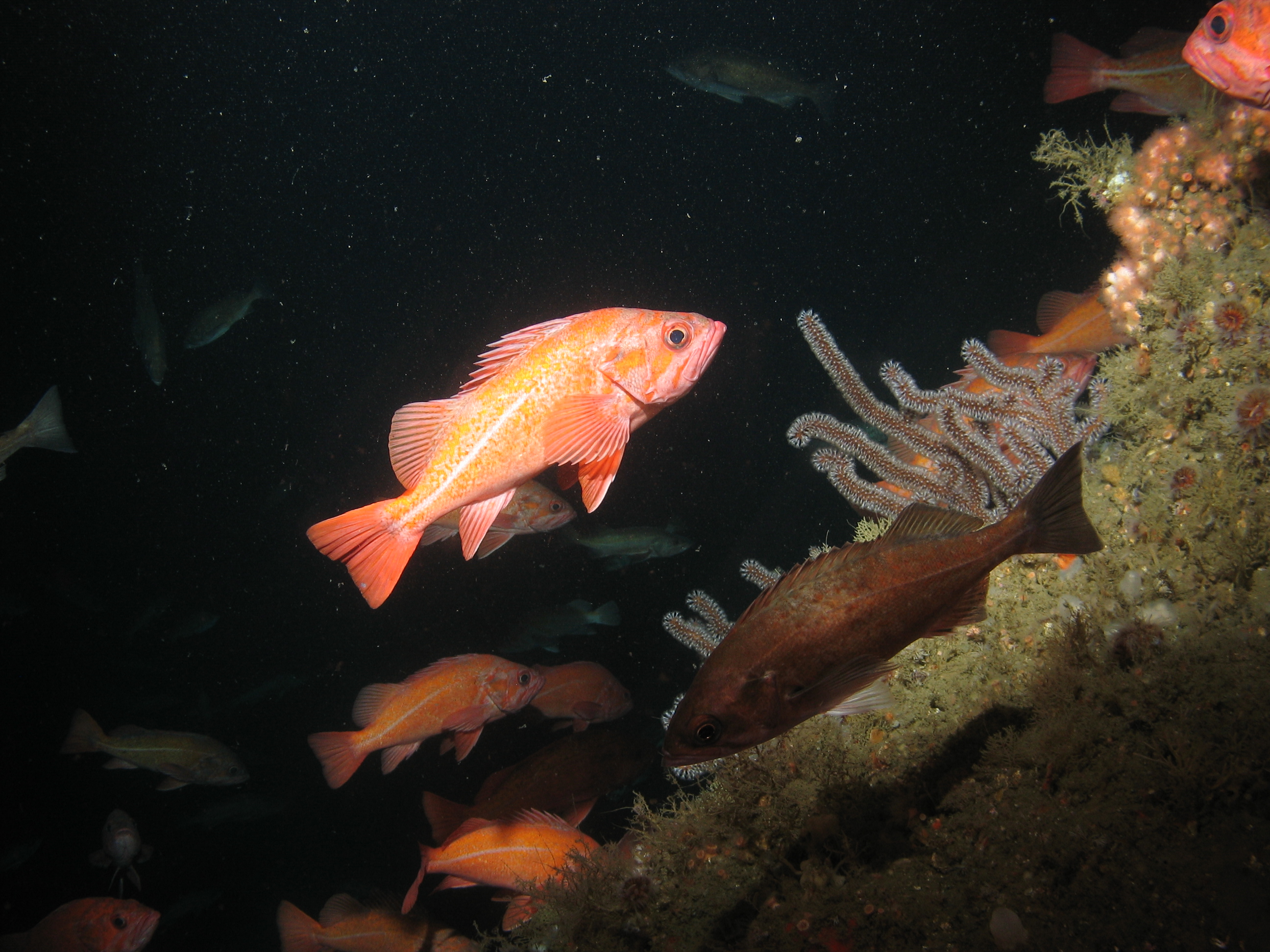 A school of red-orange fish swim around a dark brown coral among rocks on the seafloor. Credit: Marine Applied Research and Exploration, NOAA