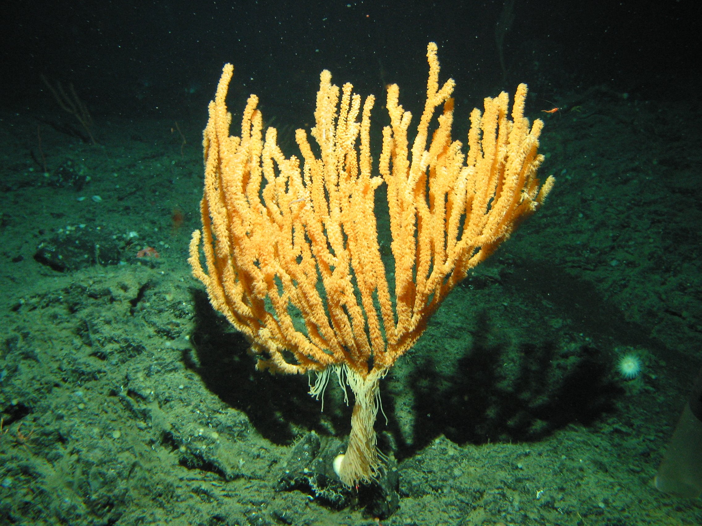A bright orange branching coral sits on the seafloor. Credit: NOAA Ocean Exploration