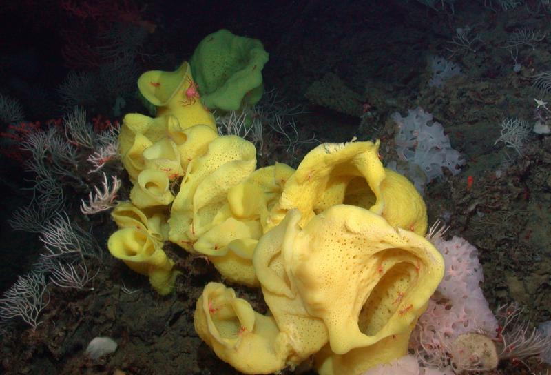 Large yellow sponge with smaller white sponges on a seamount. Credit: NOAA, Monterey Bay Aquarium Research Institute