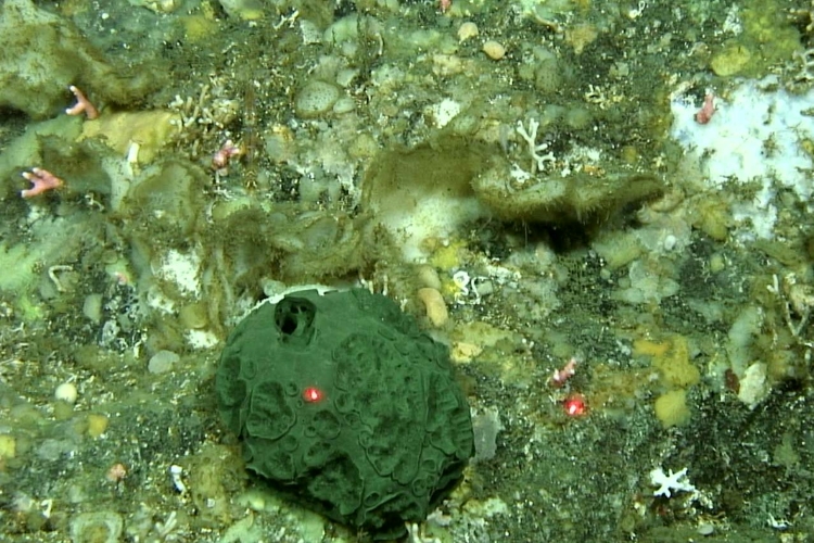 A green Latrunculia austini sponge on the seafloor is measured by red laser dots. Credit: Bob Stone/NOAA Fisheries.
