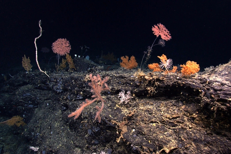 A highly diverse coral colony more than 2,000 meters (6,500 feet) deep off the coast of Maine in Georges Bank. Credit: NOAA Ocean Exploration