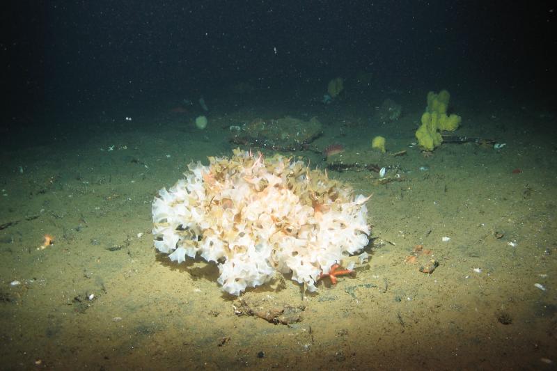 An isolated living white glass sponge on the seafloor. Credit: NOAA Fisheries, Marine Applied Research and Exploration.