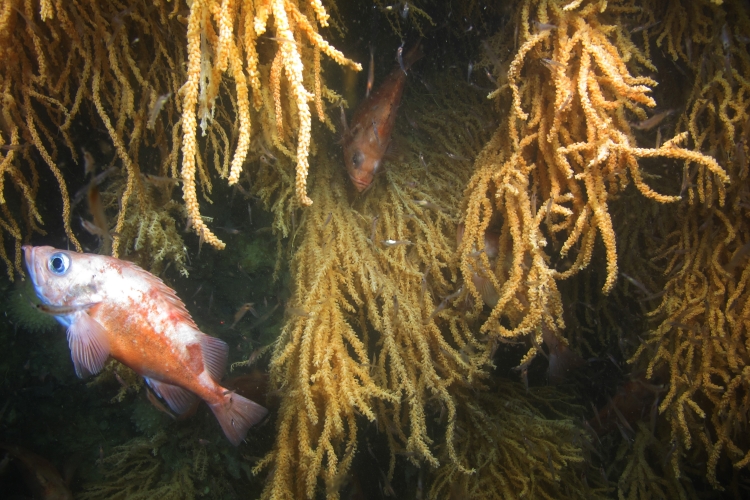 An Acadian redfish associated with Atlantic red tree coral found during a 2014 Program-funded cruise in Outer Schoodic Ridge, located in the Gulf of Maine. Credit: NOAA Fisheries