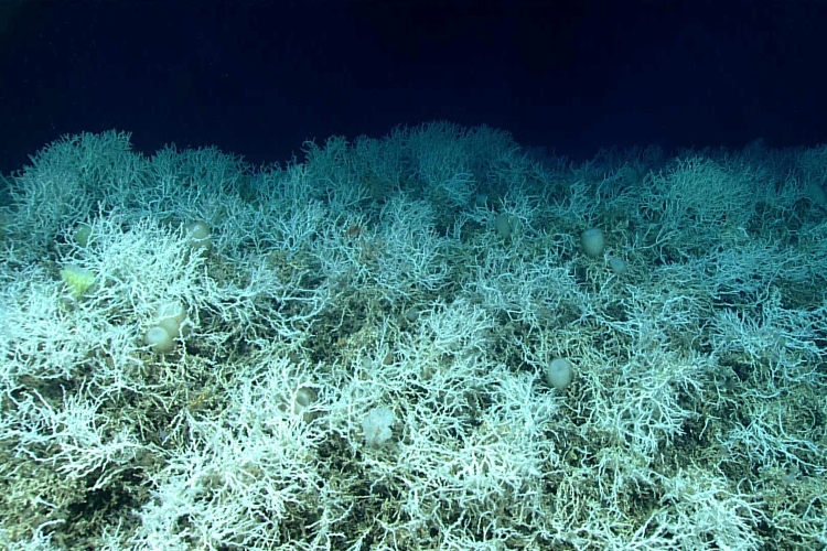 A white Lophelia stony coral reef underwater. Credit: NOAA Ocean Exploration
