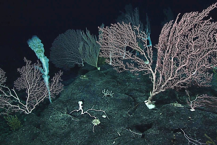 Several large deep-sea corals growing in a high-density community in the Pacific Remote Islands Marine National Monument. Credit: NOAA Ocean Exploration