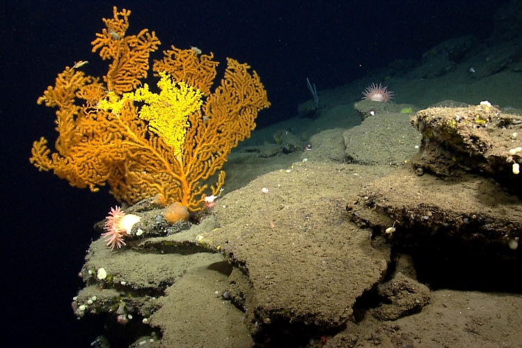 An orange sea fan being colonized by yellow zoanthids—or polyps—in Nygren Canyon, located southeast of Cape Cod, Massachusetts. Credit: NOAA Ocean Exploration
