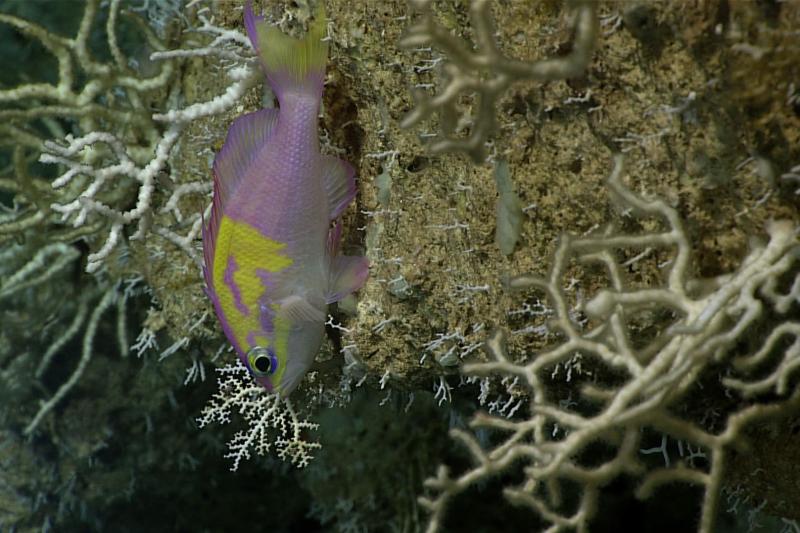 A fish found in Puerto Rico, the roughtongue bass, swimming along structure-forming corals on the seafloor.  Credit: NOAA Ocean Exploration
