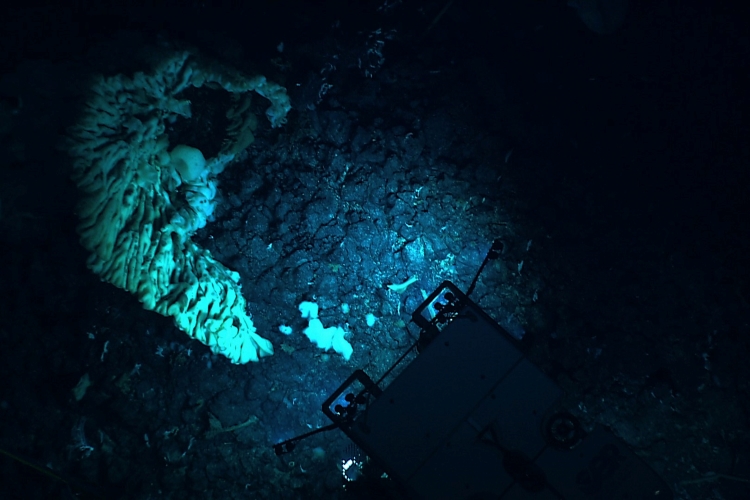 A remotely operated vehicle next to a giant sponge in  in Papahānaumokuākea Marine National Monument. Credit: NOAA Ocean Exploration