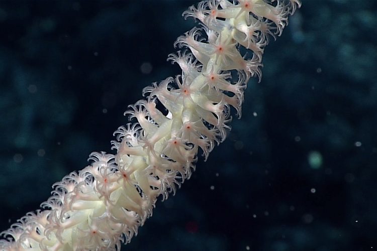 Magnified polyps of a bamboo coral on an unnamed seamount just outside Papahānaumokuākea Marine National Monument. Credit: NOAA Ocean Exploration
