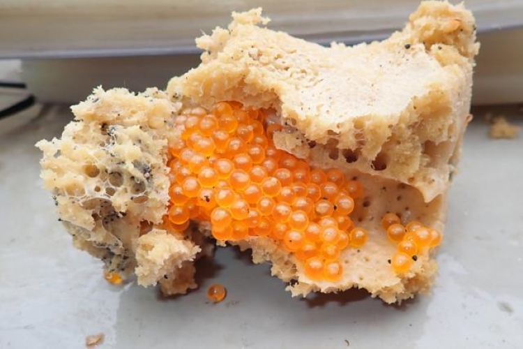 Fish eggs deposited within a sponge from the Gulf of Alaska. Credit:NOAA Fisheries