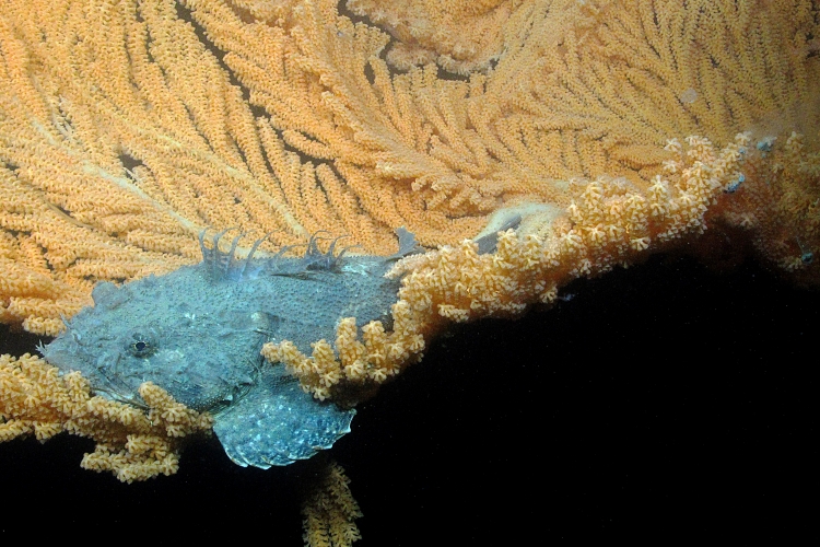 A sculpin resting on a large deep-sea coral