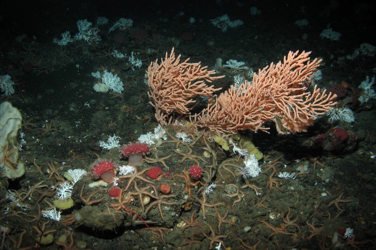 A diverse group of deep-sea corals and sponges on Mendocino Ridge off the coast of Northern California. Credit: Marine Applied Research and Exploration