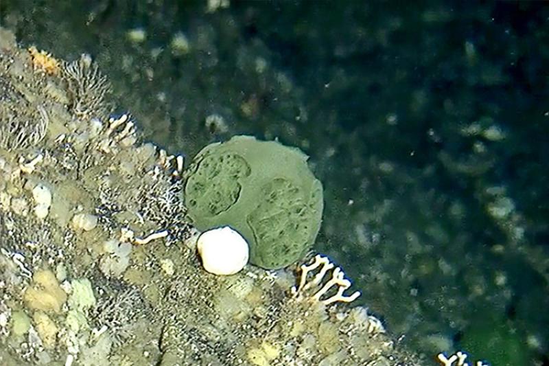A round green deep-sea sponge on the seafloor in Alaska. Credit: NOAA Fisheries