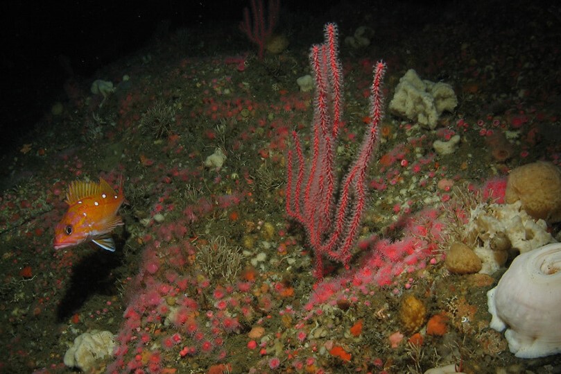 Rosy Rockfish with a sea fan and other corals and sponges on a rocky outcropping. Credit: NOAA