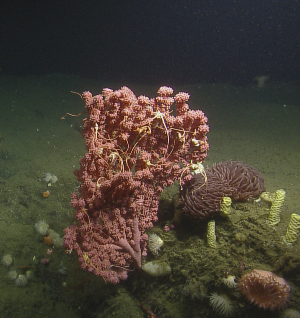 A pink bubblegum coral next to snail egg case columns from snail Neptunea, in Pioneer Canyon, Monterey Bay National Marine Sanctuary. Credit: NOAA/Ocean Exploration Trust
