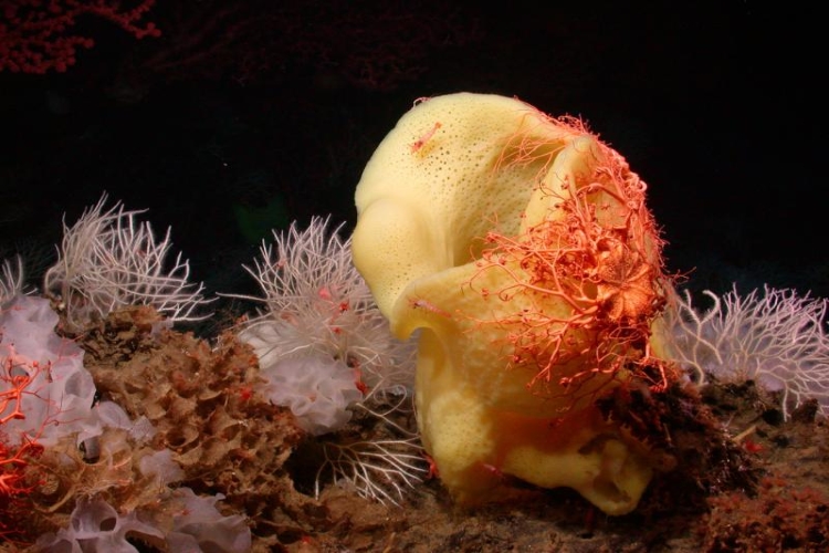 A closeup of pink corals and a yellow sponge in the deep sea. Credit: NOAA Fisheries