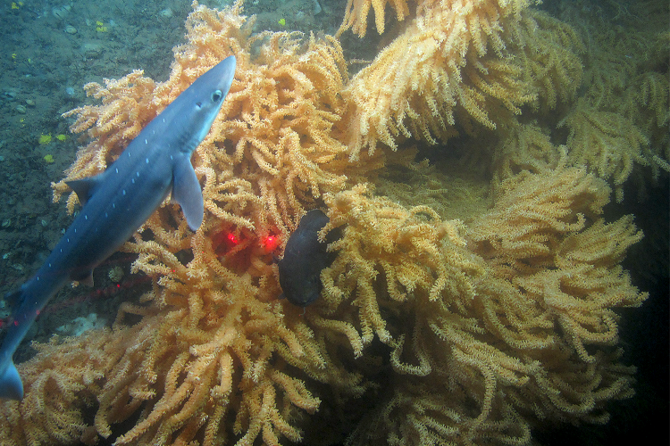 A blue-gray spiny dogfish swimming above orangey branching corals. Credit: University of Connecticut, University of Maine, NOAA Fisheries