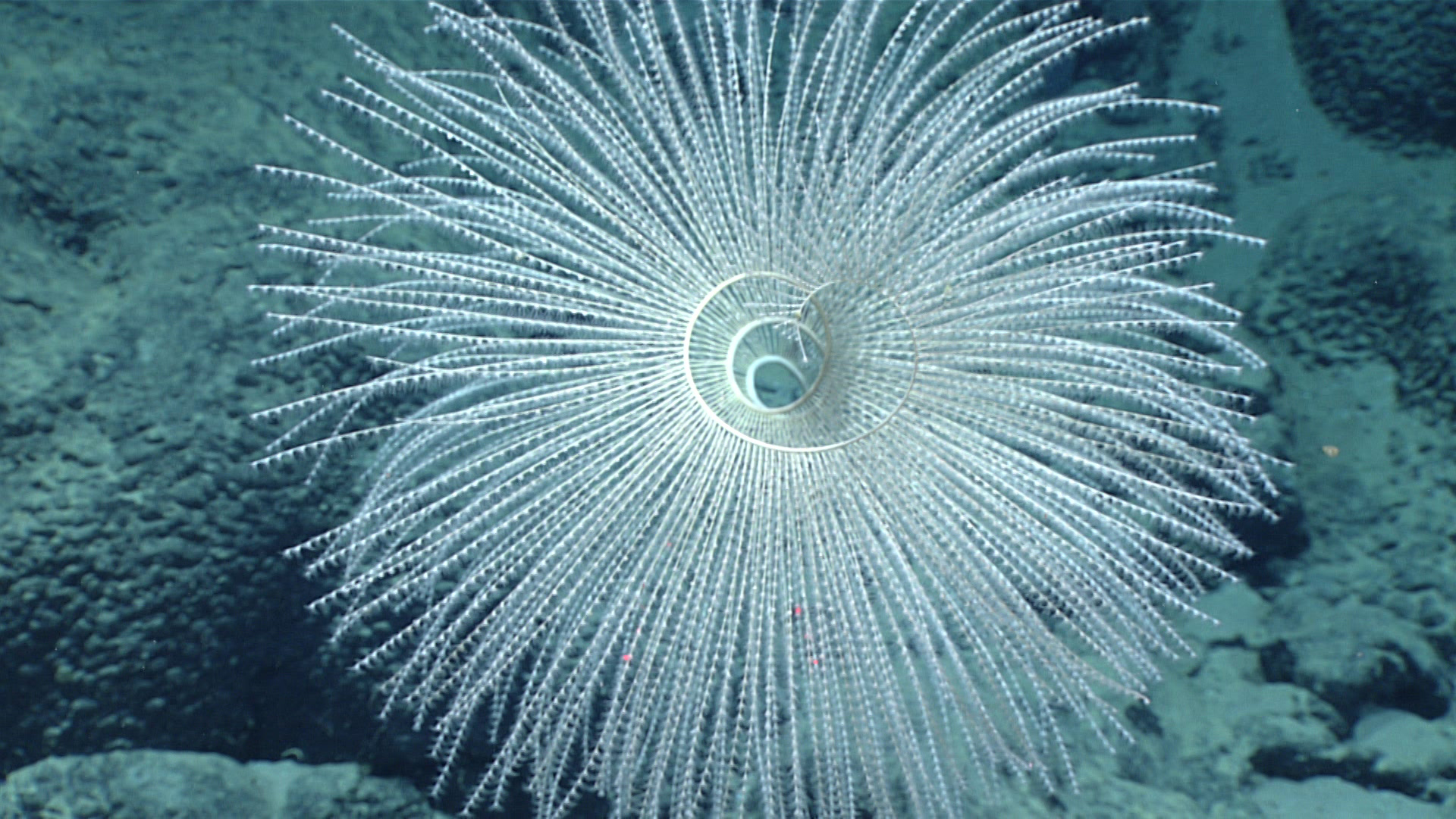 A white feathery spiral-shaped deep-sea coral.