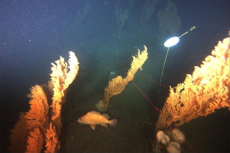 A fish swimming around deep-sea corals. Credit: Alaska Department of Fish and Game ROV Team