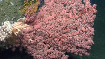 Bubblegum coral in New England. Credit: NOAA Ocean Exploration