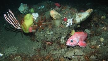 A red rockfish swimming next to a rock covered in deep-sea corals, sponges, and brittlestars.
