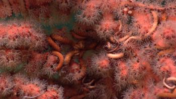A closeup of pink deep-sea coral polyps with brittlestars wrapped around them.