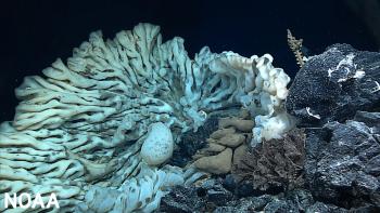 A large white deep-sea sponge.