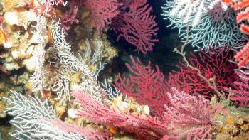 Brightly colored corals in the deep sea.