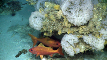 Two of a school of Randall's snappers hang out under an overhang covered in coral and sponges. Credit: NOAA Ocean Exploration
