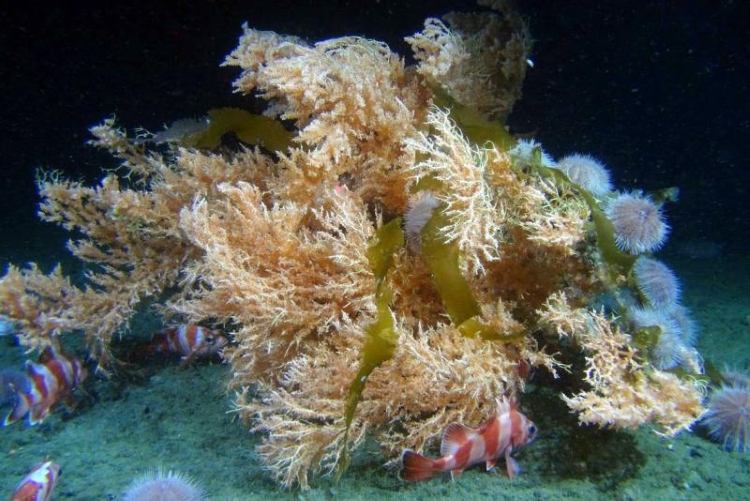Several fish and sea urchins congregating around a large red tree coral