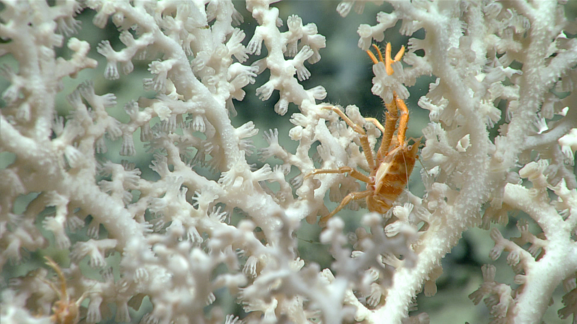 This intricate and robust octocoral (Corallidae) was seen on a largely sparse seafloor during Dive 12 of the 2019 Southeastern U.S. Deep-sea Exploration. Credit: NOAA Ocean Exploration