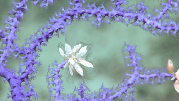A close-up of a bright purple branching coral
