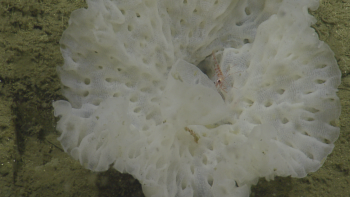 A flowery translucent white sponge sits on the seafloor with a small pink shrimp at its center. Credit: Ocean Exploration Trust, NOAA Sanctuaries